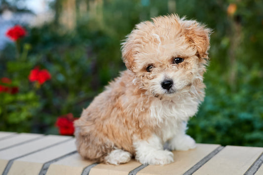 ¿Qué tamaño tiene un caniche toy?