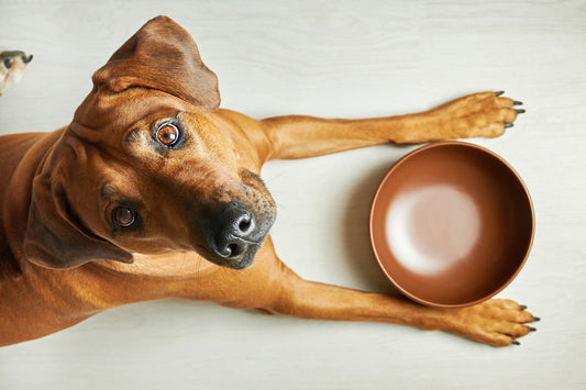 ¿Es normal que mi perro siempre tenga hambre?