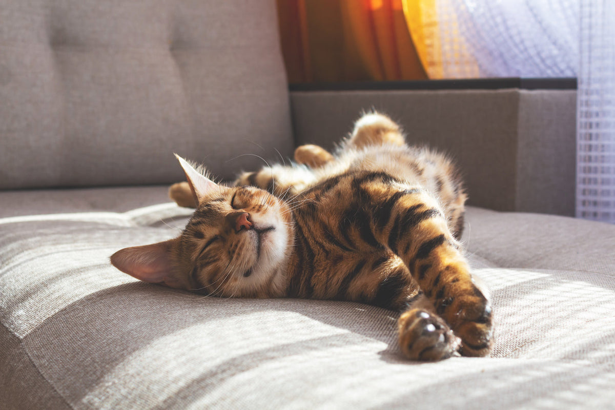 dormir horas gato