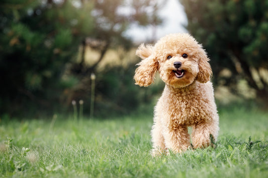 Guía completa sobre los Caniche Toy