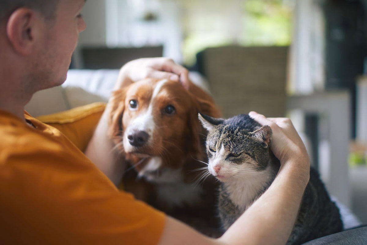 beneficios de la cúrcuma en perros y gatos