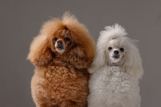 Cortes de pelo para caniche toy