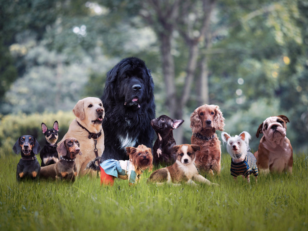 Razas de perros