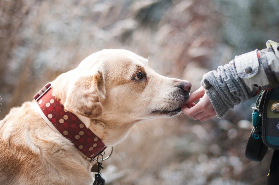 Comida casera para perros con problemas hepáticos