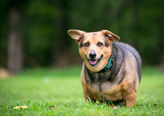 FACTORES DE RIESGO DE OBESIDAD EN PERROS