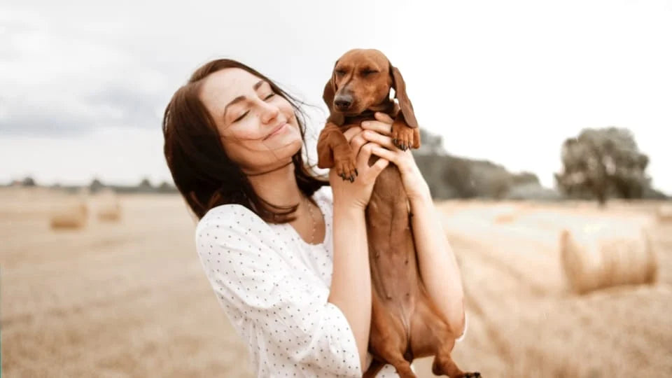 plan san valentin perro