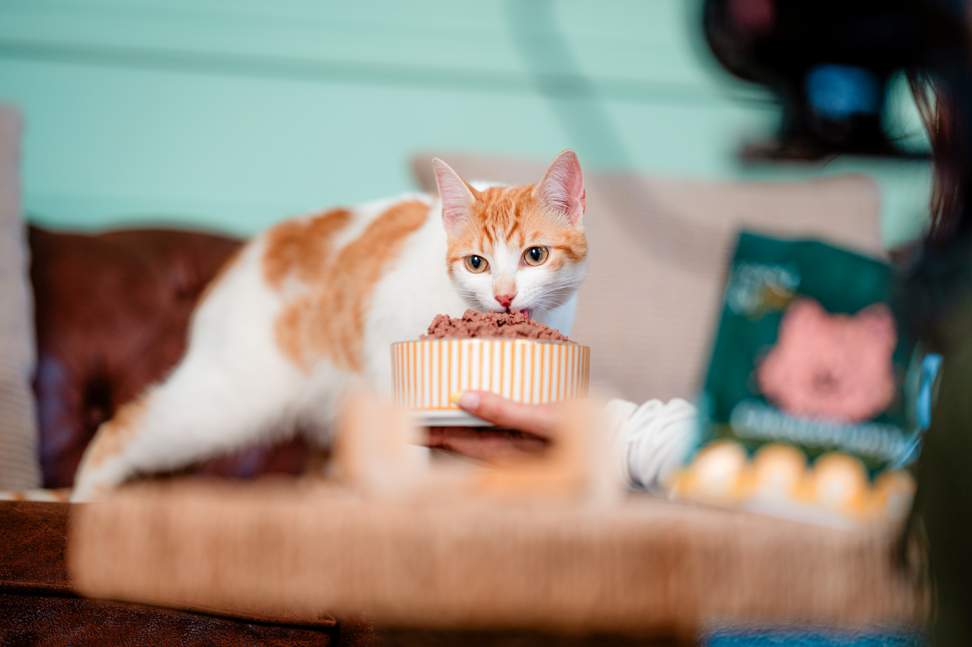 mejor comida natural para gatos