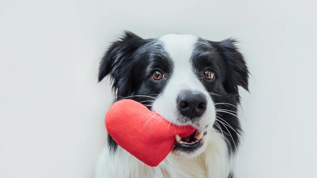 ideas regalos perros san valentin