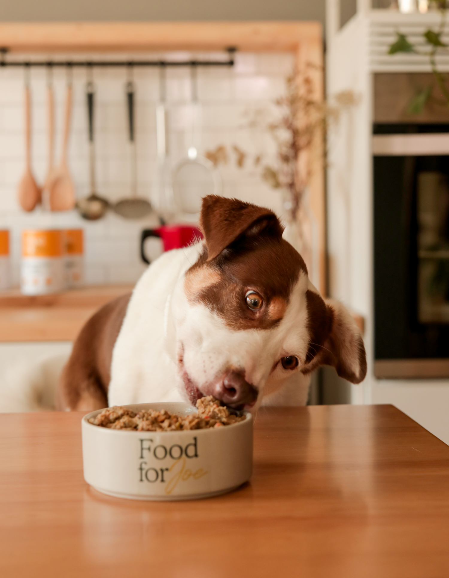 Comida perros raza mediana