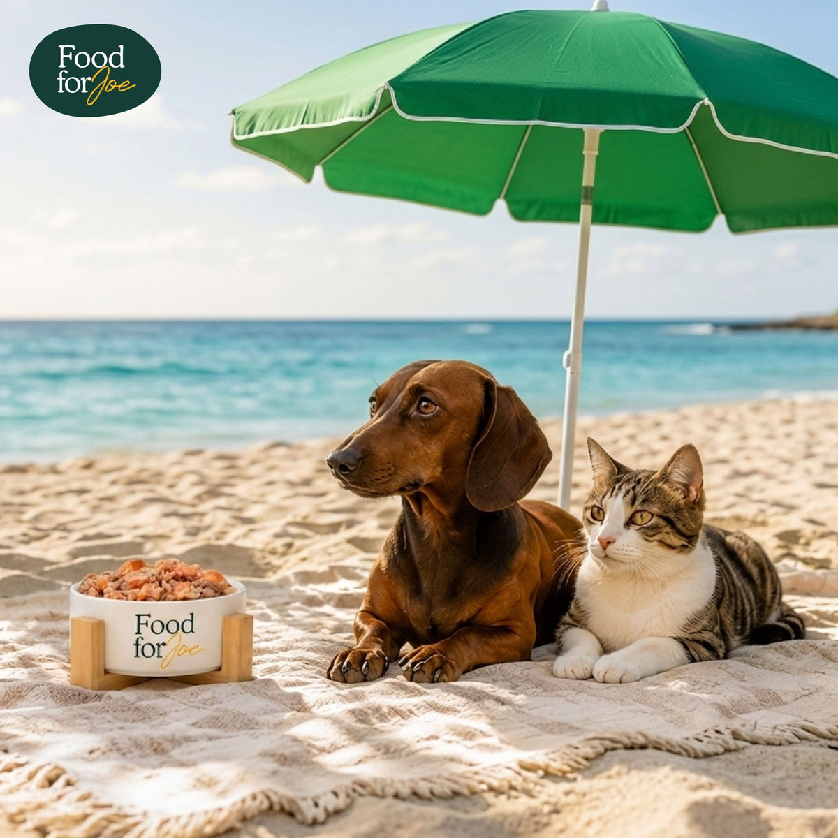 Especial verão para cães e gatos