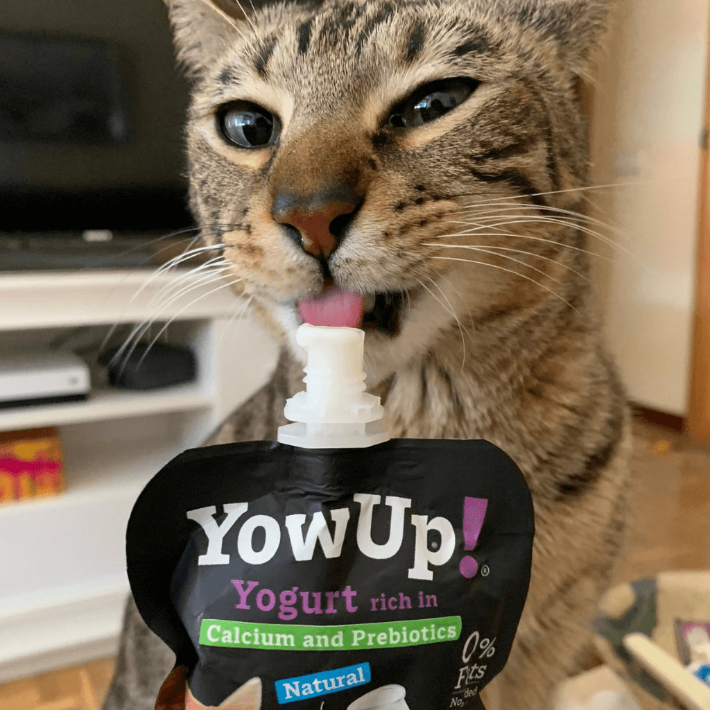 Iogurte Natural para Gatos Yow Up com Cálcio e Prebióticos